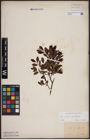 Foto von Salix aurita L. x Salix myrtilloides L.